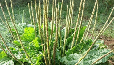 Bienfaits santé cicatrisation Digestion glycémie inflammation Phytothérapie Plante médicinale 