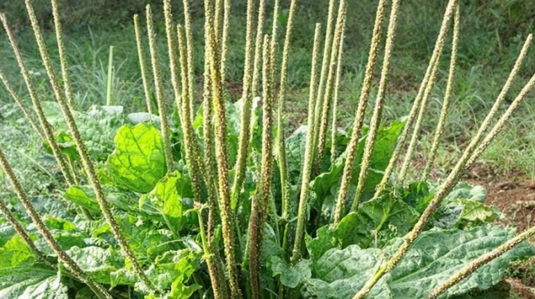 Bienfaits santé cicatrisation Digestion glycémie inflammation Phytothérapie Plante médicinale 