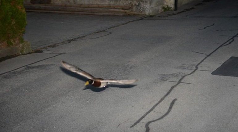 Abandon Animaux actualité insolite Canard confit Excès de vitesse Meringue suisse Radars 