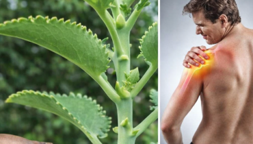 Alimentation Santé Antioxydants Bienfaits nutritionnels Graines de Moringa Superaliment vitamines 