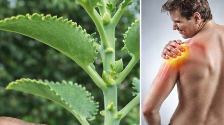 Alimentation Santé Antioxydants Bienfaits nutritionnels Graines de Moringa Superaliment vitamines 