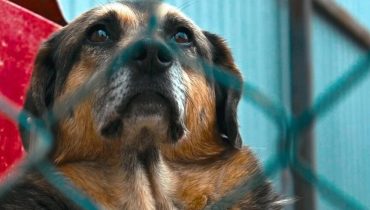 Abandon Animaux faits divers Marseille Maltraitance Animale Protection Animale Shih tzu Signalement maltraitance 