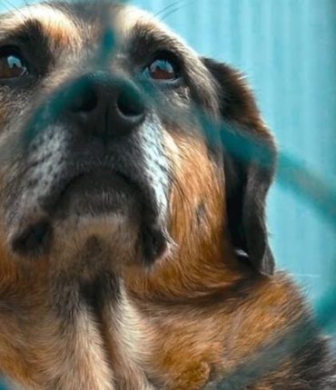 Marseille : un Shih tzu secouru dans une cage à oiseaux, la maltraitance animale en hausse dans la ville