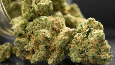 CBD CBG glycémie maladies du foie Santé Hépatique Stéatose hépatique 