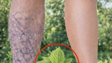 bien être Circulation sanguine Flux sanguin Plantes médicinales santé cardiovasculaire Vaisseaux sanguins 