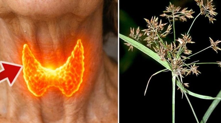 bien être Cyperus rotundus Équilibre hormonal inflammation Médecine traditionnelle Plante médicinale Santé des femmes 