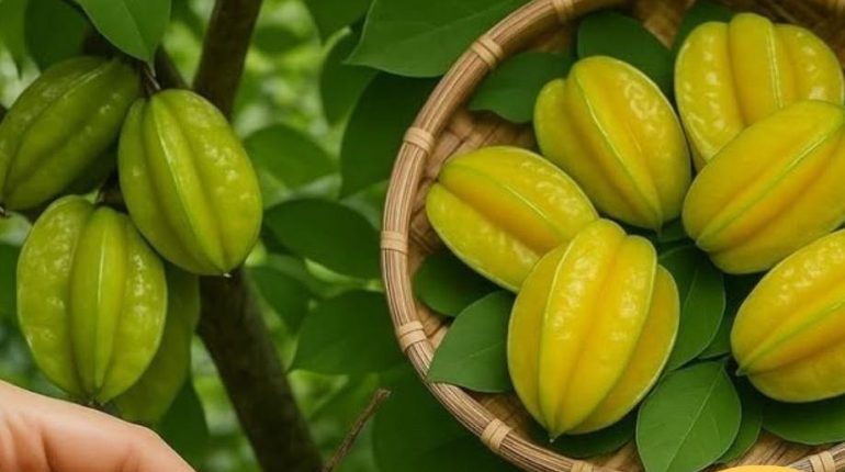 Antioxydants Bienfaits santé Feuilles de carambole Feuilles de plantes Médecine populaire Phytothérapie Remèdes traditionnels 