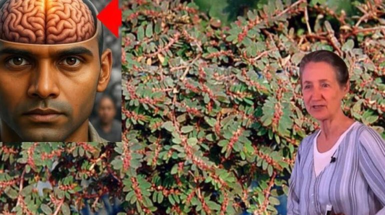 bien être Digestion Hémorroïdes inflammation Plantes médicinales Santé naturelle 