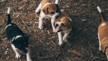 Avignon Maladie virale Parvovirose canine Santé Animale Vaccination chiots Vétérinaires 