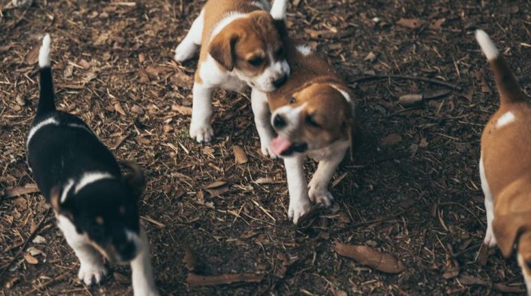 Avignon Maladie virale Parvovirose canine Santé Animale Vaccination chiots Vétérinaires 