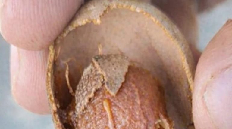 Antioxydants Digestion Fibres Fruit tropical Santé cardiaque Tamarin Vitamine C 