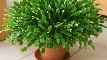 Astuces jardinage Cactus de Noël Floraison Jardinage naturel Plantes d'intérieur Soins des plantes thé noir 