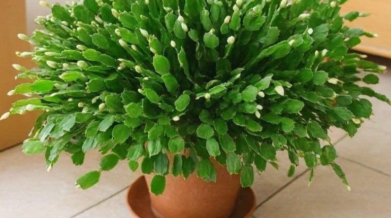 Astuces jardinage Cactus de Noël Floraison Jardinage naturel Plantes d'intérieur Soins des plantes thé noir 