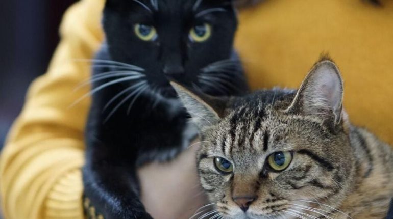 Bien-être Animal divorce Droit de la famille les animaux de compagnie Pension animale Turquie 