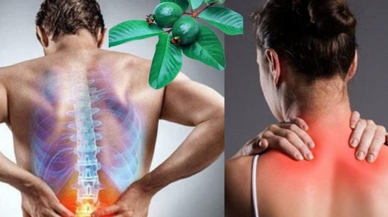 actualités Timothée Cros Antioxydants bien être Bienfaits santé Goyavier Remèdes naturels 