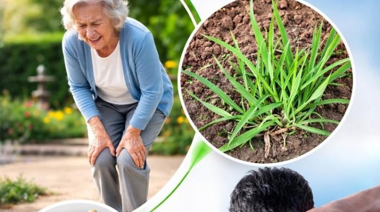 Anti-inflammatoire Antioxydants bien être Phytothérapie plantes sauvages Santé naturelle 