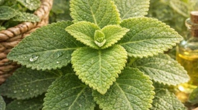 Antioxydants bien être Immunité inflammation Origan Santé naturelle 