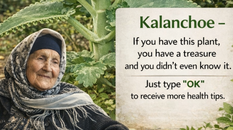 Astuces jardinage Entretien facile Fleurs de pomelo Kalanchoe Plantes d'intérieur Plantes succulentes 