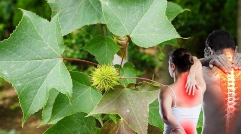 Acide shikimique Alimentation Santé Antiviral bienfaits Herboristerie Remèdes naturels système immunitaire 