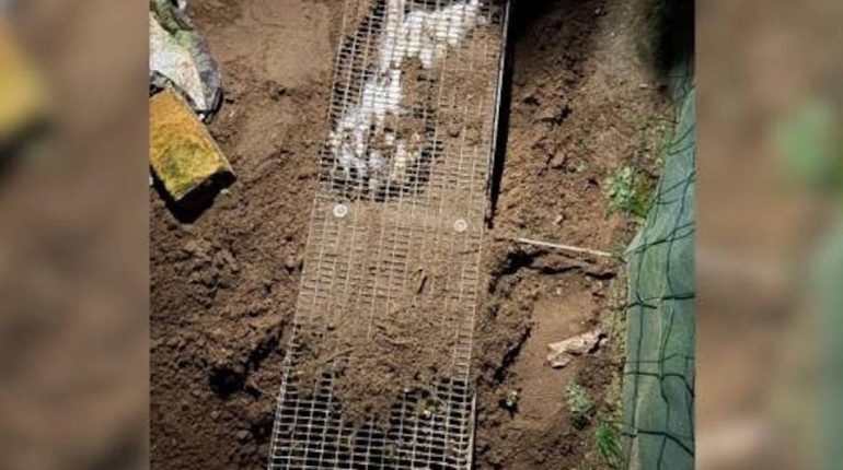 ’il est un chat Animaux domestiques Disparitions animales faits divers Maltraitance Animale Sarthe 