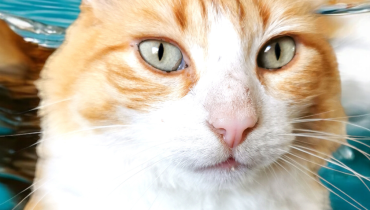 ’il est un chat Animaux domestiques Contentieux droit des animaux Justice animale Litige de voisinage 