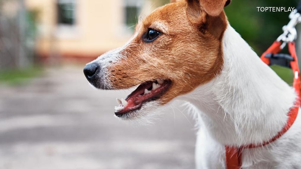 Image d'illustration © TopTenPlay