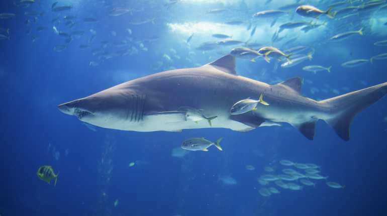 Bahamas Drogues environnement Faune marine Pollution Requins Toxicologie 