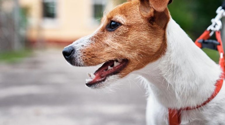 Amende chien chiens faune sauvage Feux de forêt Réglementation 