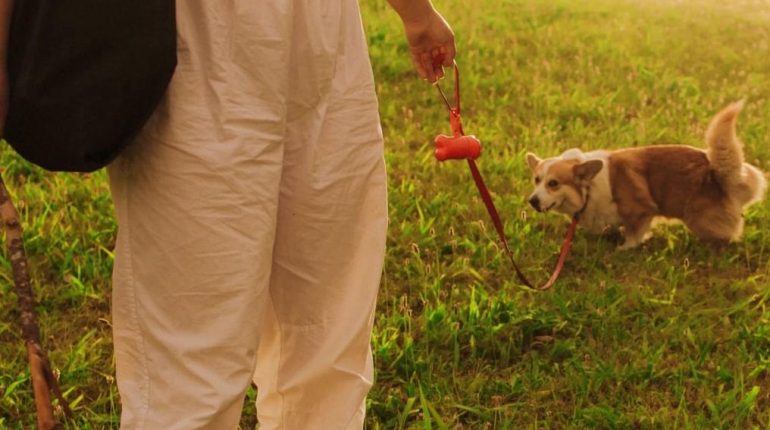 Citoyenneté Déjections canines les animaux de compagnie Politique locale Propreté urbaine Sanctions 
