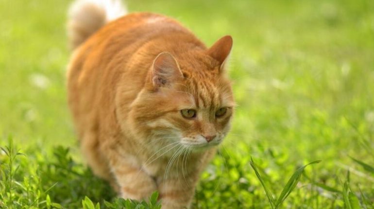 Animaux domestiques chats injustice Litige de voisinage Propriétaires d'animaux Responsabilité civile 