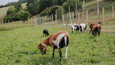 Animaux d'élevage Bouches-du-Rhône Cruauté Animale faits divers injustice 