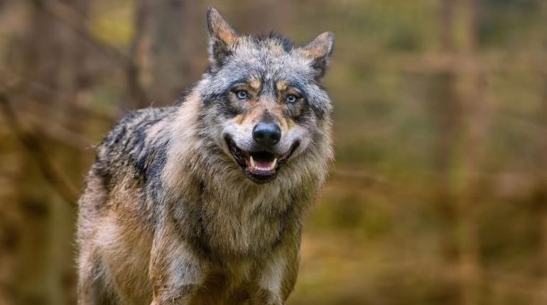 Allemagne Animaux sauvages chien-loup Code de la sécurité sociale faits divers 