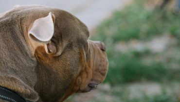 Ain : il abat le chien de ses voisins d'un coup de fusil, la famille dévastée