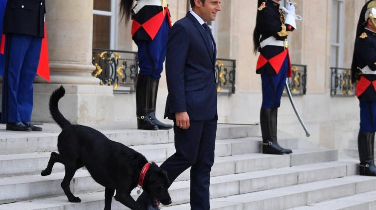 accusent la France actualité politique France Budget de l'État chiens Fiscalité les animaux de compagnie 
