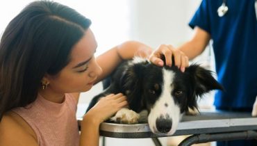 Compagnon animal Deuil animalier Euthanasie animale Relation homme-animal vétérinaire 