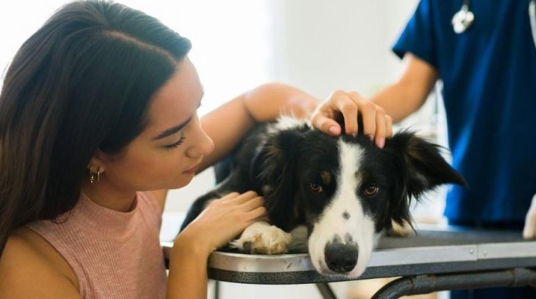 Compagnon animal Deuil animalier Euthanasie animale Relation homme-animal vétérinaire 