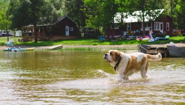 Deux chiens morts en un quart d'heure au lac de Pelleautier : empoisonnement ou cyanobactéries ?