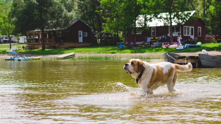 Deux chiens morts en un quart d'heure au lac de Pelleautier : empoisonnement ou cyanobactéries ?