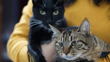 Divorce en Turquie : 200 euros par trimestre pour les chats de son ex