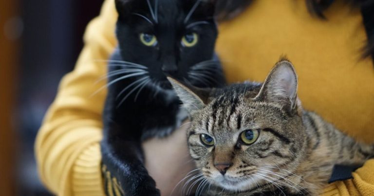 Divorce en Turquie : 200 euros par trimestre pour les chats de son ex