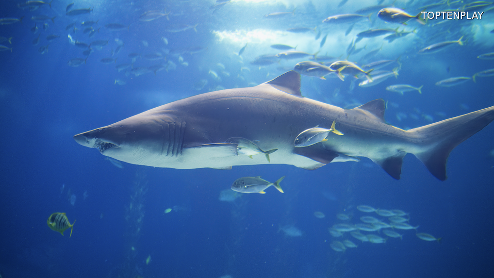 Image d'illustration © TopTenPlay