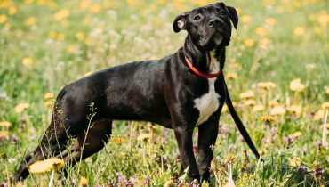 Lens : ivre, il pend son chien et est interpellé en pleine nuit