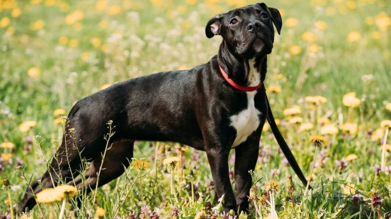 Lens : ivre, il pend son chien et est interpellé en pleine nuit