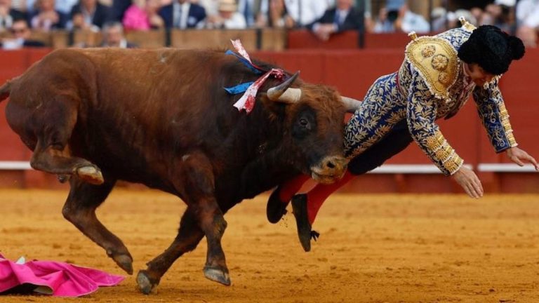 Morante de la Puebla grièvement encorné au rectum lors de la Feria d'avril de Séville