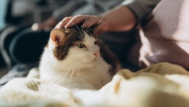 Pompon, 25 ans : le secret de longévité d'un chat hors du commun