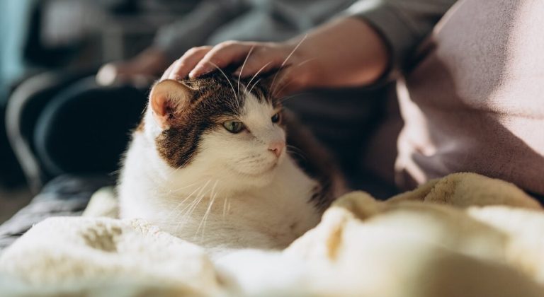 Pompon, 25 ans : le secret de longévité d'un chat hors du commun