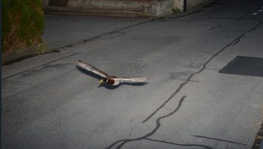 Suisse : un canard flashé à 52 km/h par un radar… pour la deuxième fois en sept ans