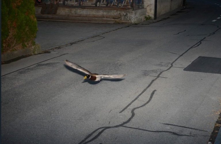 Suisse : un canard flashé à 52 km/h par un radar… pour la deuxième fois en sept ans