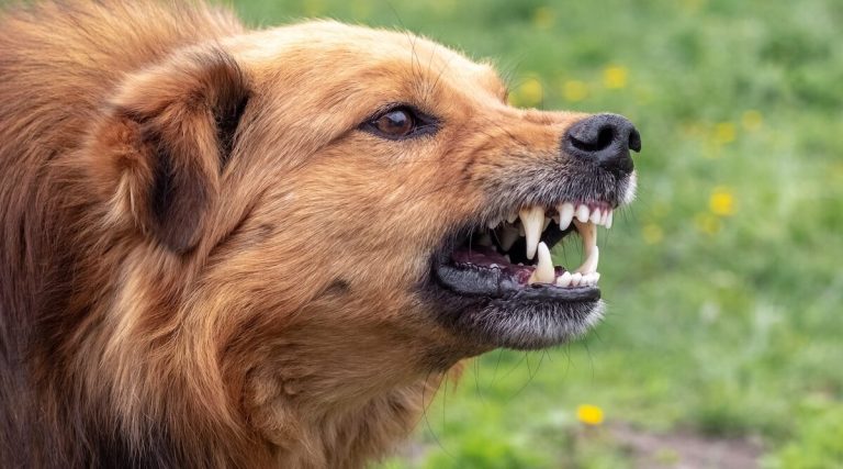 Tahiti : un enfant de 2 ans tué par un chien, laissé seul chez sa nourrice endormie