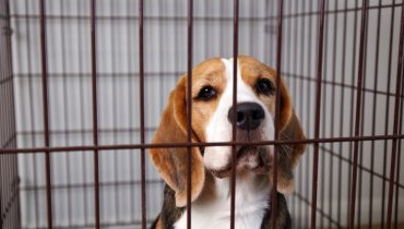 1 500 beagles de laboratoire sauvés d'un élevage du Wisconsin après un mois de crise